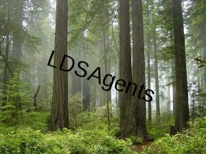 1024px-Redwood_National_Park,_fog_in_the_forest