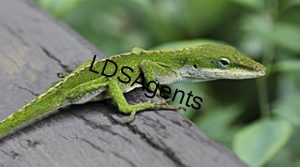 320px-Anole_Lizard_Hilo_Hawaii_edit